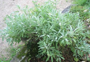 Sauge officinale