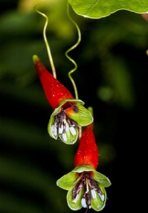 Capucine de Decker - Tropaeolum deckerianum