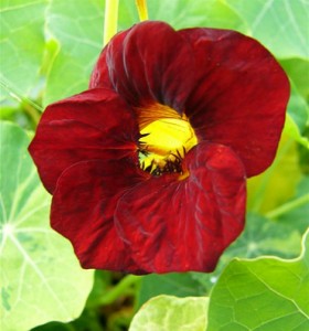 Capucine de Lobb - Tropaeolum lobbianum