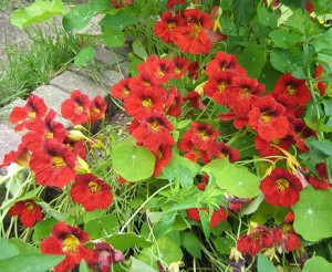 Capucine naine - Tropaeolum minus