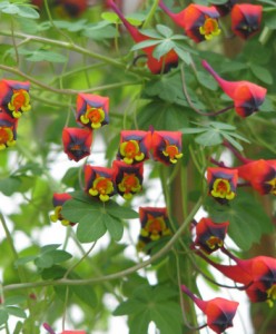 Capucine tricolore - Tropaeolum tricolor