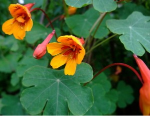 Capucine tubéreuse - Tropaeolum tuberosum