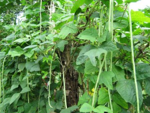 Culture haricot vert