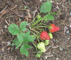 Entretien des fraisiers