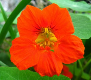 Grande capucine - Tropaeolum majus