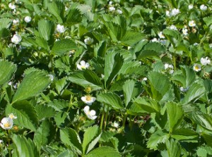 Plantation fraisier