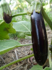 Planter aubergine