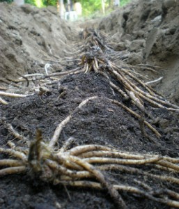 Planter des asperges