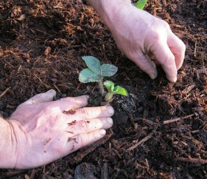 Planter des fraisiers