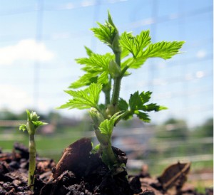 Planter du houblon