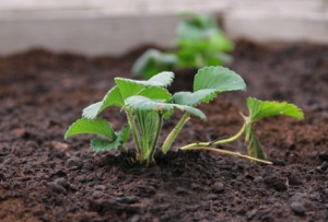 Planter fraisier