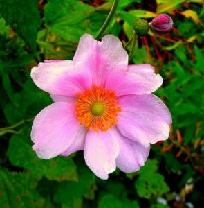 anemone fleur