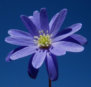 anémone de l'Apennin - Anemone apennina