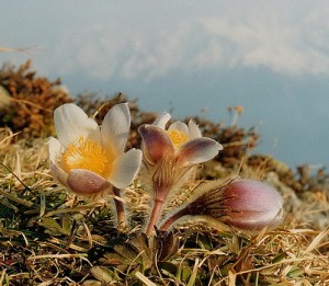 anémone de printemps - Anemone vernalis