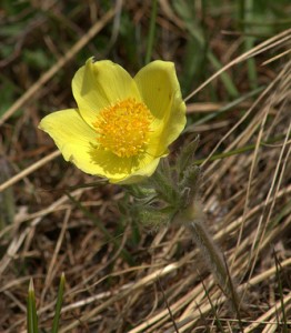 anémone des Alpes - Anemone alpina