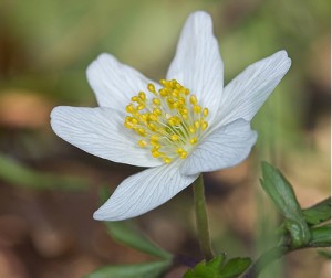 anémone des bois - Anemone nemorosa