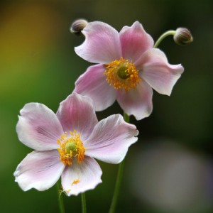 anémone du Japon - Anemone japonica