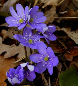 anémone hépatique - Anemone hepatica