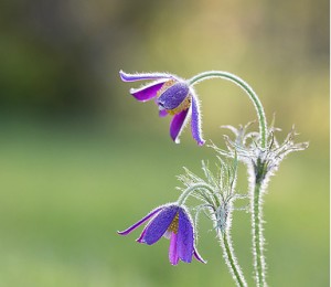 anémone pulsatille - Anemone pulsatilla