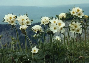 anémone à fleurs de narcisse - Anemone narcissiflora