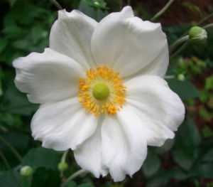 anémone élégante -  Anemone elegans