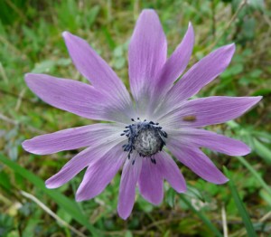 anémone étoilée - Anemone stellala