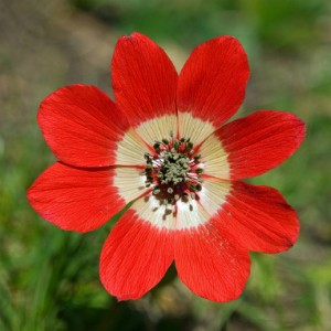 anémone œil de paon - Anemone pavonina