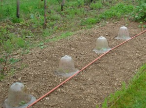cloches protéger du gel