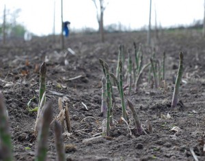 culture asperge