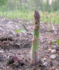 culture asperges