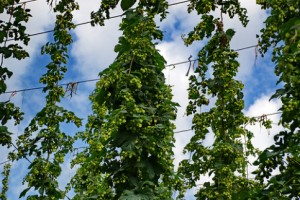 culture du houblon