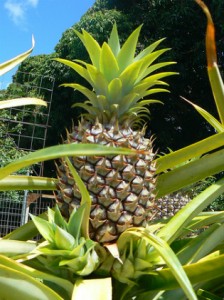 faire pousser ananas