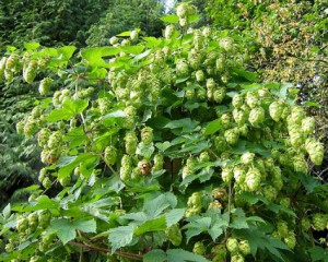 houblon grimpant