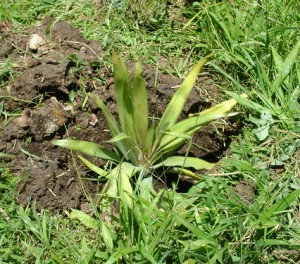 plantation ananas