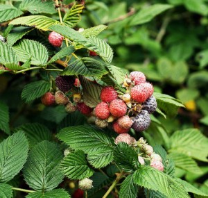 plantation framboisier