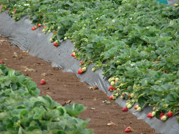 planter une fraise dans la terre