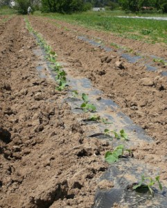 planter des melons