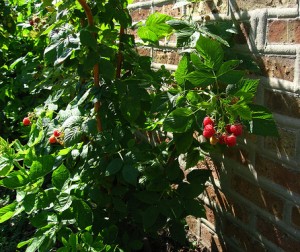 planter framboisier