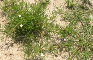 planter la spergule