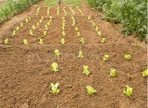 planter laitue