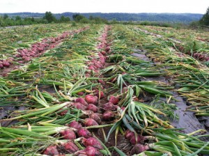 planter oignons