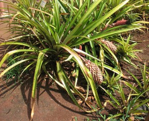 planter un ananas