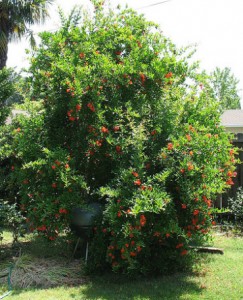 planter un grenadier