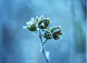 protéger du gel ses plantes