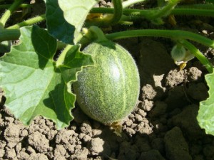 taille melon
