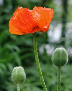 Pavot d'Orient - Papaver orientale