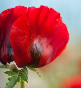 Pavot de Sibérie - Papaver bracteatum