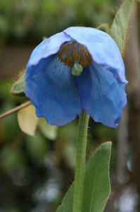 Pavot de Wallich - Meconopsis Wallichii