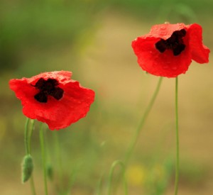 Pavot des moissons - Papaver Rhœas