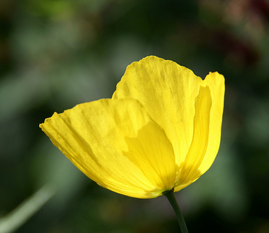 Yellow ミーハー Korner Fleurs De Pavot 60×80